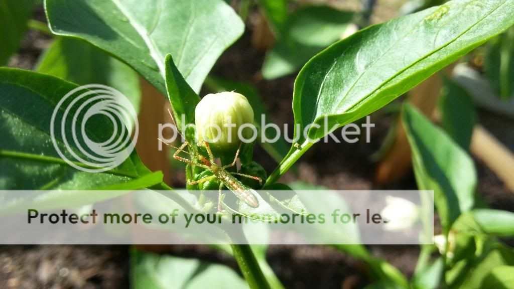  photo 20140413_095235_zps3e173f85.jpg